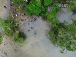 Aksi Kolaboratif Tanam 150 Bibit Mangrove di Pesisir Halong Ambon: Komitmen Nyata Rawat Ekosistem Pesisir
