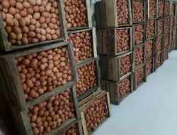 Harga Telur Nyungsep! Peternak: “Ayam Tua Masih Betah, Kita yang Mau Pensiun Duluan!”