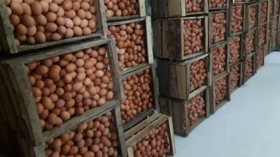 Harga Telur Nyungsep! Peternak: “Ayam Tua Masih Betah, Kita yang Mau Pensiun Duluan!”