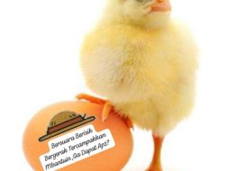 Kedaulatan Pangan Runtuh: Harga Telur Anjlok, Negara Abai, Rakyat Jadi Korban!