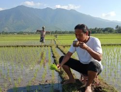 Bangsa yang Meninggalkan Sawah Berarti Meninggalkan Jati Diri