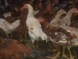 Telur Kampung Kian Unggul: Harga Lebih Murah dari Negeri, Gizi Gratis Prabowo Kian Realistis