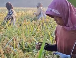 Bulog, Bapanas, dan Koperasi Merah Putih: Sinergi Kedaulatan Pangan