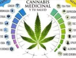 Wali Kota Sabang Buka Wacana Legalisasi Ganja Medis, Harapan Baru bagi Tanah Rencong