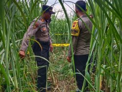 Sesosok Mayat Ditemukan di Kebun Tebu Bondowoso Mertoyudan, Diduga Meninggal Lebih dari 40 Hari