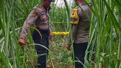 Sesosok Mayat Ditemukan di Kebun Tebu Bondowoso Mertoyudan, Diduga Meninggal Lebih dari 40 Hari