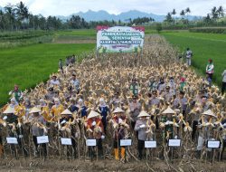 Polresta Magelang Gelar Panen Raya Jagung Serentak Kuartal I 2026 di Tempuran