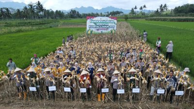 Polresta Magelang Gelar Panen Raya Jagung Serentak Kuartal I 2026 di Tempuran